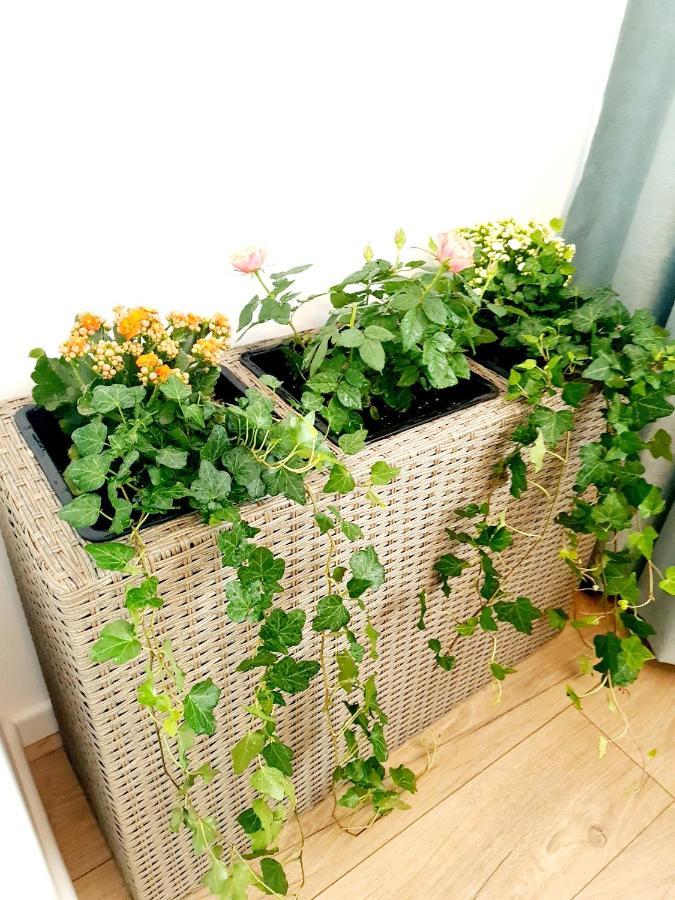 Eden Apartment Cluj-Napoca Ngoại thất bức ảnh